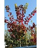 Chinesischer Spitzahorn 'Norwegian Sunset' | Acer truncatum 'Norwegian Sunset'
