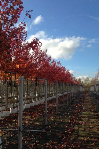 Chinesischer Spitzahorn 'Norwegian Sunset' | Acer truncatum 'Norwegian Sunset'