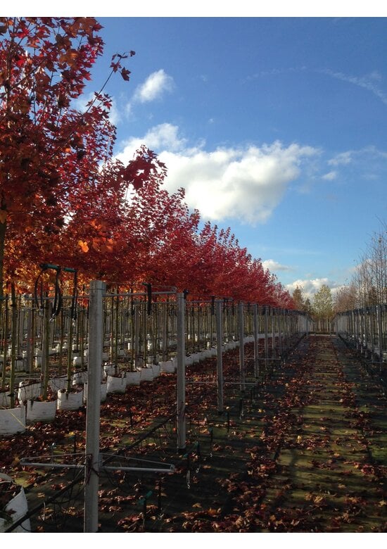 Spitzahorn 'Norwegian Sunset' | Acer platanoides 'Norwegian Sunset'