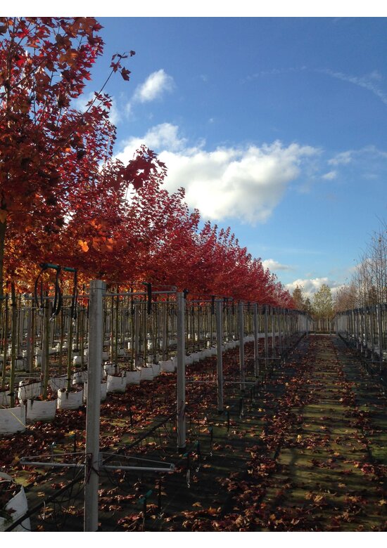 Spitzahorn 'Norwegian Sunset' | Acer platanoides 'Norwegian Sunset'