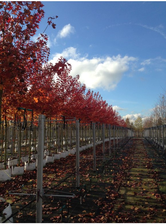 Spitzahorn 'Norwegian Sunset' | Acer platanoides 'Norwegian Sunset' Spitzahorn 'Norwegian Sunset' | Acer platanoides 'Norwegian Sunset'