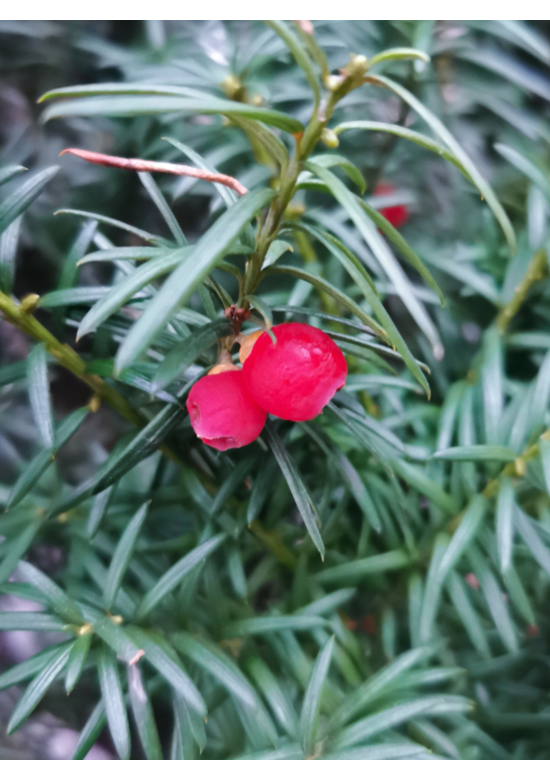 Säuleneibe Hecke | Taxus baccata 'Fastigiata Robusta'