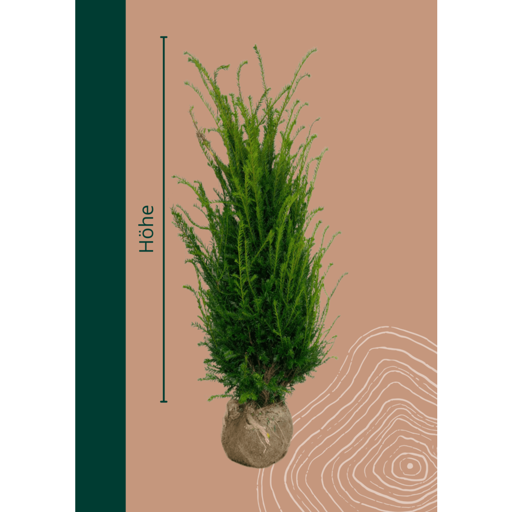 lebensbaum / thuja occidentalis smaragd 160/180 cm Thuja occidentalis 'Smaragd' Konifere (Lebensbaum) | 60-80 cm mit  Wurzelballen