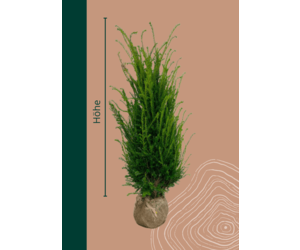 thuja smaragd angebot Thuja occidentalis 'Smaragd' Konifere (Lebensbaum) | 140-160 cm mit  Wurzelballen main image 1