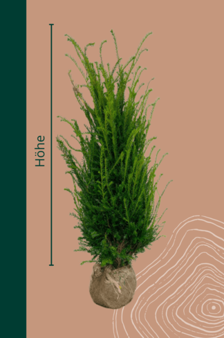 Säuleneibe Hecke | Taxus baccata 'Fastigiata Robusta'