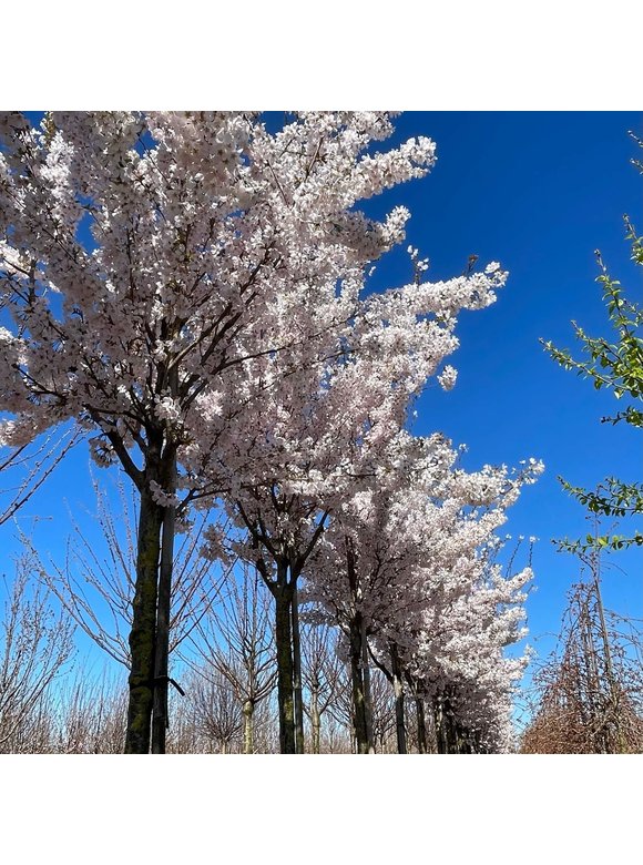 Frühlingskirsche - Zierkirsche 'Pandora' | Prunus 'Pandora' Frühlingskirsche - Zierkirsche 'Pandora' | Prunus 'Pandora'
