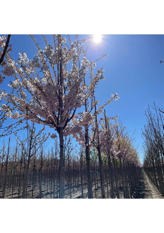 Frühlingskirsche - Zierkirsche 'Pandora' | Prunus 'Pandora'