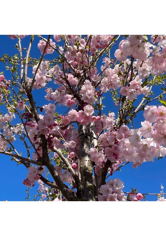 Zierkirsche 'Accolade' | Prunus 'Accolade' Zierkirsche 'Accolade' | Prunus 'Accolade'