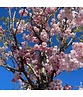 Zierkirsche 'Accolade' | Prunus 'Accolade' Zierkirsche 'Accolade' | Prunus 'Accolade'