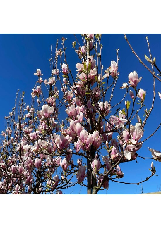 Tulpenmagnolie Baum | Magnolia soulangeana