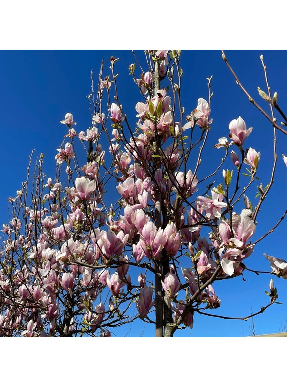 Tulpen-Magnolie | Magnolia soulangeana Tulpen-Magnolie | Magnolia soulangeana