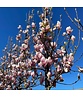 Tulpen-Magnolie | Magnolia soulangeana