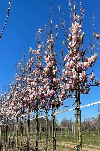 Tulpen-Magnolie | Magnolia soulangeana Tulpen-Magnolie | Magnolia soulangeana