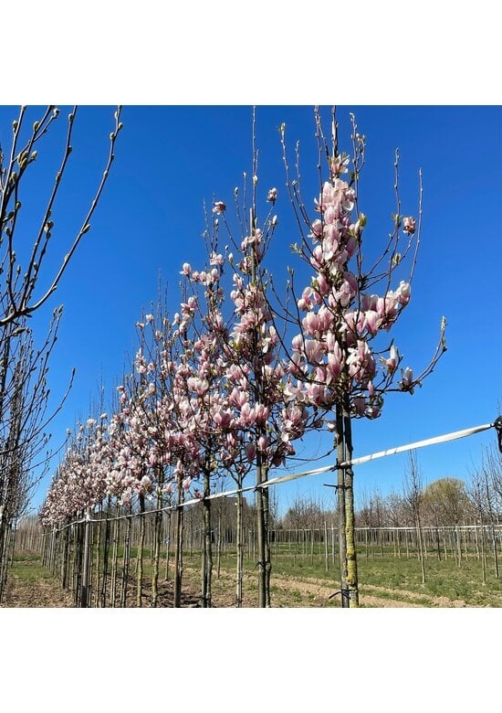 Tulpenmagnolie Baum | Magnolia soulangeana