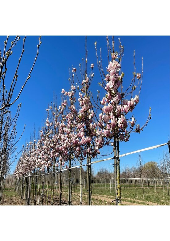 Tulpenmagnolie Baum | Magnolia soulangeana