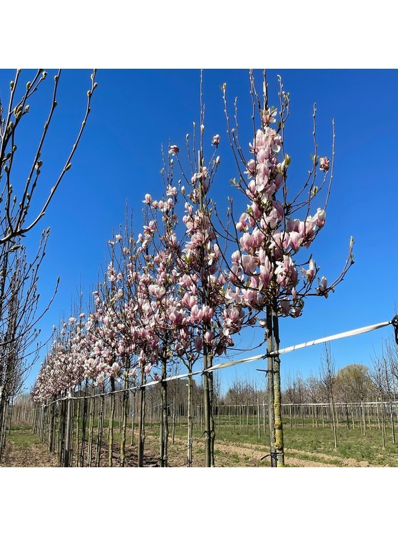 Tulpen-Magnolie | Magnolia soulangeana Tulpen-Magnolie | Magnolia soulangeana