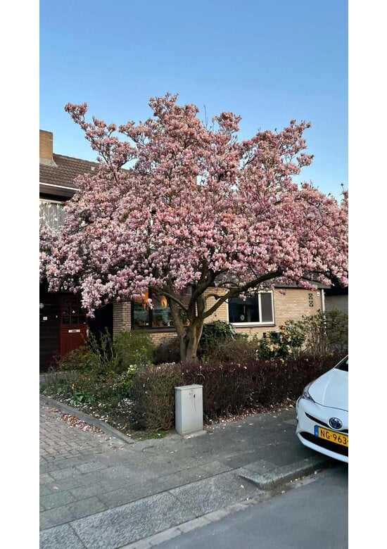 Tulpenmagnolie Baum | Magnolia soulangeana