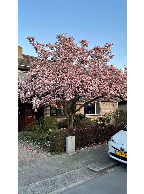 Tulpen-Magnolie | Magnolia soulangeana Tulpen-Magnolie | Magnolia soulangeana