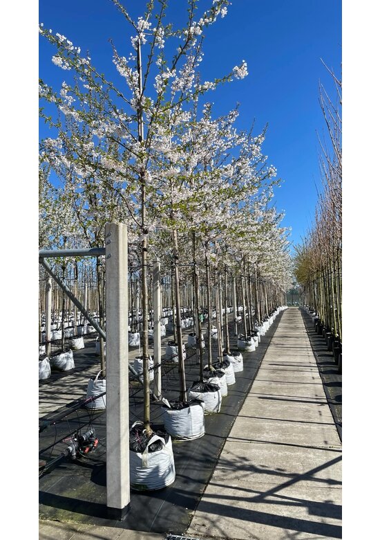 Tokio Kirsche | Prunus yedoensis