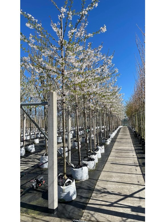 Tokio Kirsche - Yoshino-Kirschbaum | Prunus yedoensis Tokio Kirsche - Yoshino-Kirschbaum | Prunus yedoensis