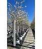 Tokio Kirsche | Prunus yedoensis