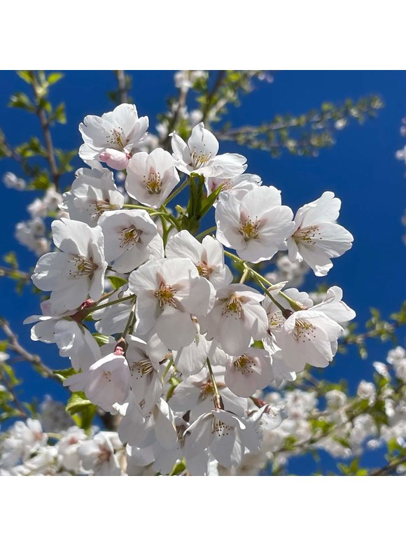 Tokio Kirsche - Yoshino-Kirschbaum | Prunus yedoensis Tokio Kirsche - Yoshino-Kirschbaum | Prunus yedoensis
