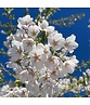 Tokio Kirsche | Prunus yedoensis