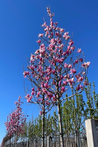 Rotblütige Magnolie 'Spectrum' | Magnolia 'Spectrum' Rotblütige Magnolie 'Spectrum' | Magnolia 'Spectrum'