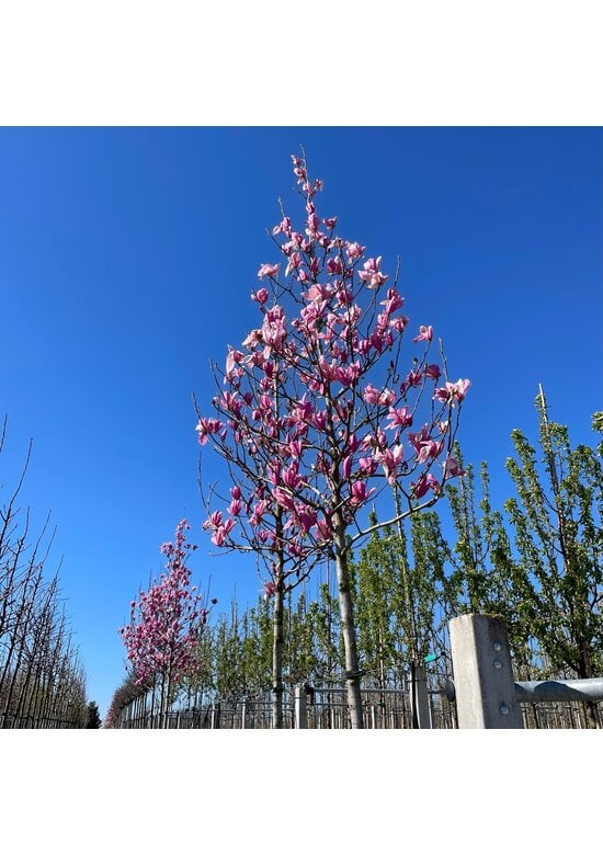 Rotblütige Magnolie 'Spectrum' | Magnolia 'Spectrum'