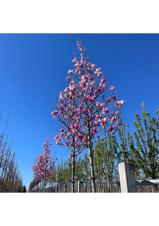 Rotblütige Magnolie 'Spectrum' | Magnolia 'Spectrum' Rotblütige Magnolie 'Spectrum' | Magnolia 'Spectrum'