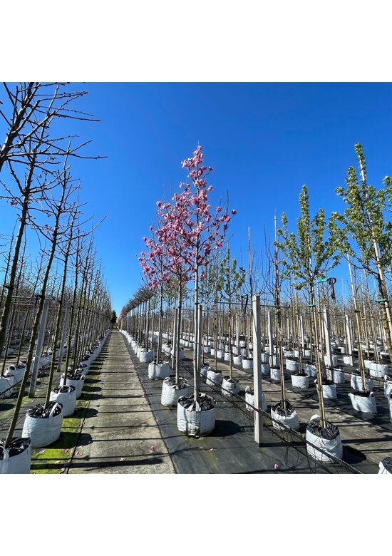 Rotblütige Magnolie 'Spectrum' | Magnolia 'Spectrum' Rotblütige Magnolie 'Spectrum' | Magnolia 'Spectrum'