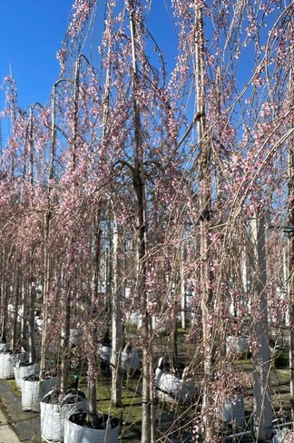 Hängende Frühlingskirsche 'Pendula' | Prunus subhirtella 'Pendula'