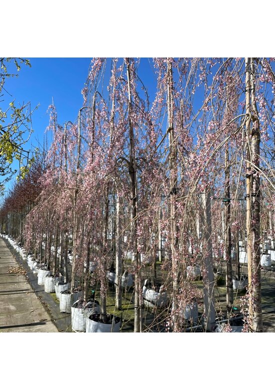 Hängende Frühlingskirsche 'Pendula' | Prunus subhirtella 'Pendula'