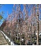 Venovi GmbH Hängende Frühlingskirsche 'Pendula' | Prunus subhirtella 'Pendula'