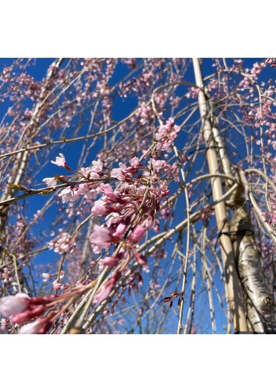 Hängende Frühlingskirsche 'Pendula' | Prunus subhirtella 'Pendula'