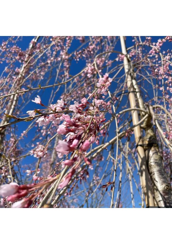 Hängende Frühlingskirsche 'Pendula' | Prunus subhirtella 'Pendula'