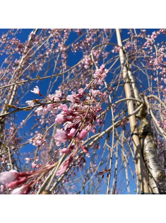 Hängende Frühlingskirsche 'Pendula' | Prunus subhirtella 'Pendula' Hängende Frühlingskirsche 'Pendula' | Prunus subhirtella 'Pendula'