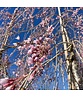 Hängende Frühlingskirsche 'Pendula' | Prunus subhirtella 'Pendula'