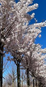 BURI LED-Lichterbaum Japanische Zierkirsche 1,5m Leuchtbaum Gartendeko  Blüten Baum