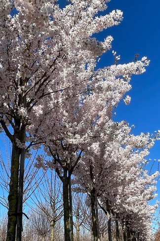 Tokio Kirsche | Prunus yedoensis Tokio Kirsche | Prunus yedoensis