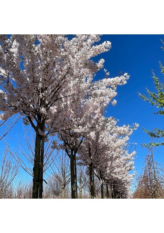 Tokio Kirsche | Prunus yedoensis