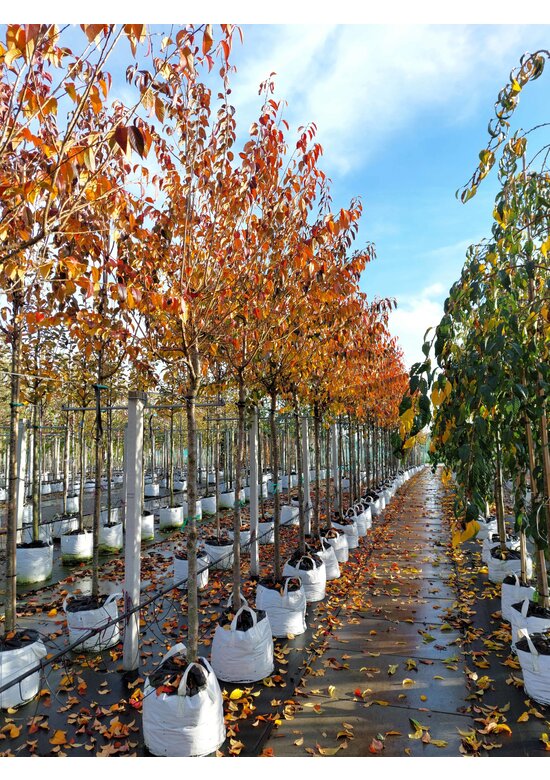 Frühlingskirsche - Zierkirsche 'Pandora' | Prunus 'Pandora'