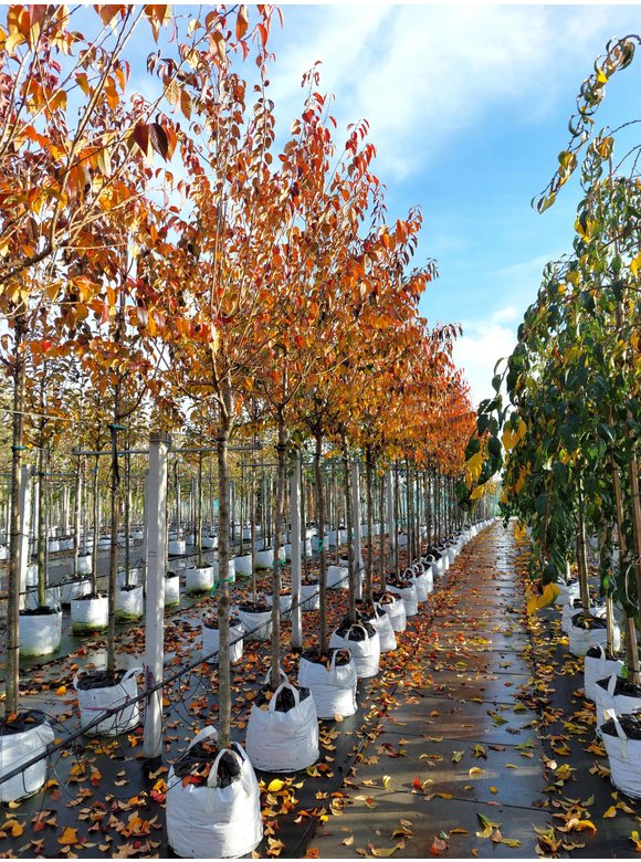 Frühlingskirsche - Zierkirsche 'Pandora' | Prunus 'Pandora' Frühlingskirsche - Zierkirsche 'Pandora' | Prunus 'Pandora'