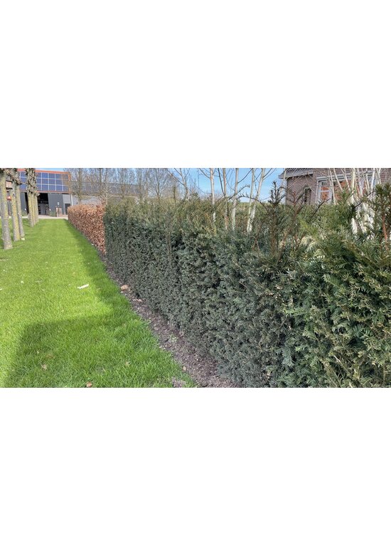Eibenhecke | Taxus baccata Eibenhecke | Taxus baccata