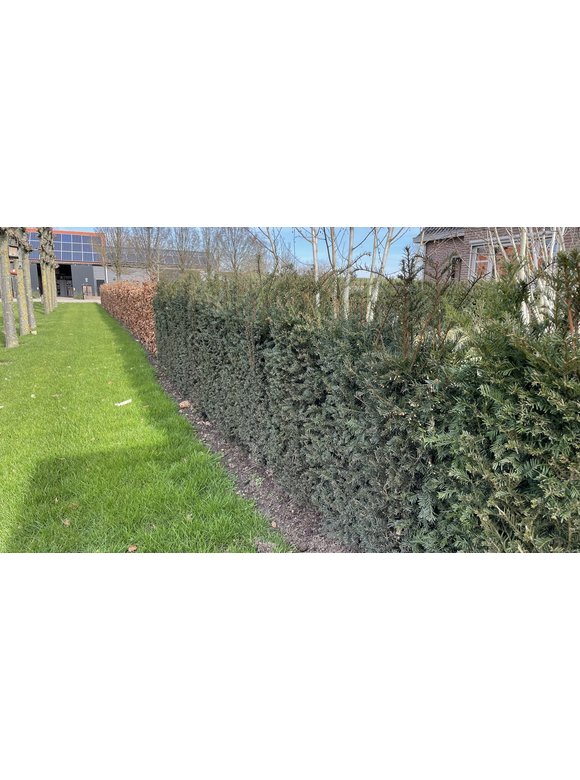 Heimische Eibe Ballenware | Taxus baccata Heimische Eibe Ballenware | Taxus baccata