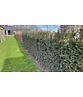 Eibenhecke | Taxus baccata Eibenhecke | Taxus baccata