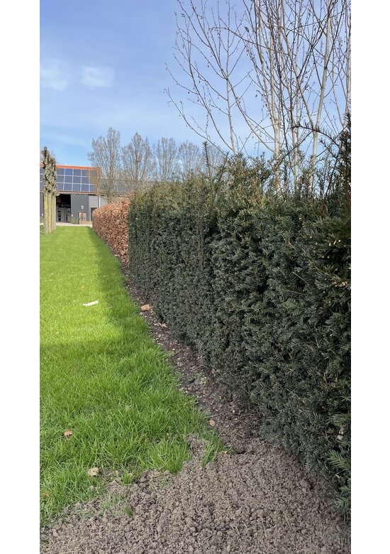 Eibenhecke | Taxus baccata