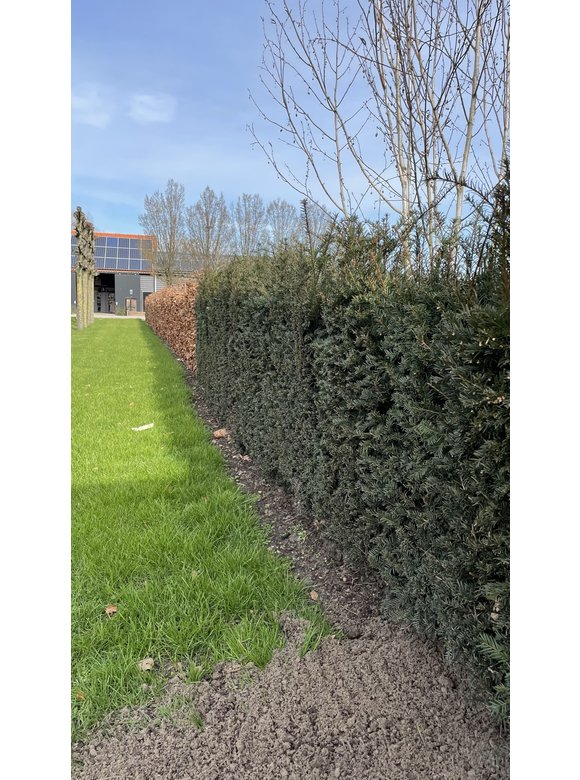 Heimische Eibe Ballenware | Taxus baccata Heimische Eibe Ballenware | Taxus baccata