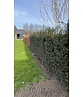 Eibenhecke | Taxus baccata Eibenhecke | Taxus baccata
