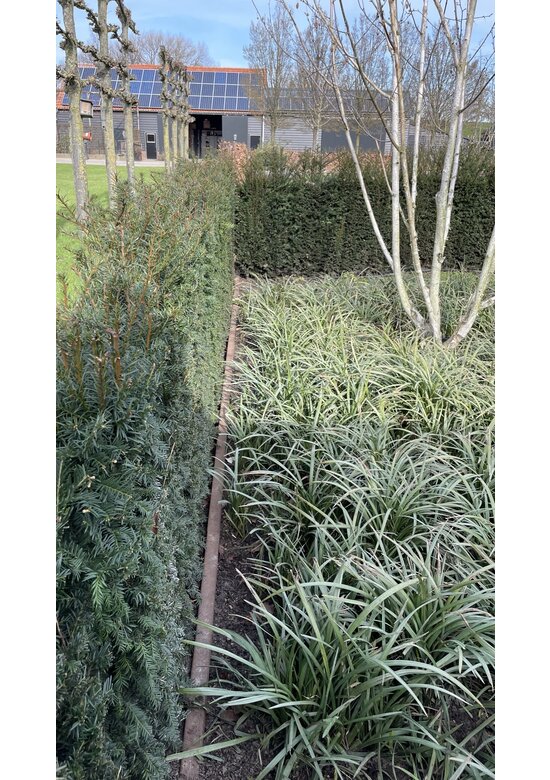 Eibenhecke | Taxus baccata